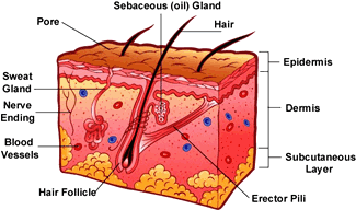 Skin diagram