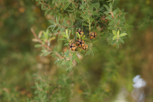 Manuka leaves