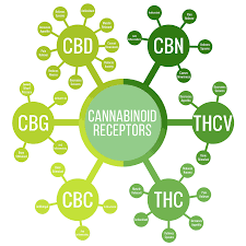 Cannabinoids | CBD | CBG | CBN | CBC