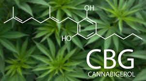 What is CBG | CBG Benefits | CBD Stick | Benefits of CBG | CBG oil for pain