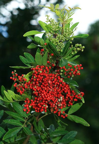 Christmas Berry Plant - Schinus terebinthifolius