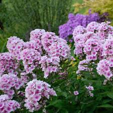 Phlox for Bees