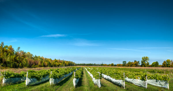 Vignoble Kobloth