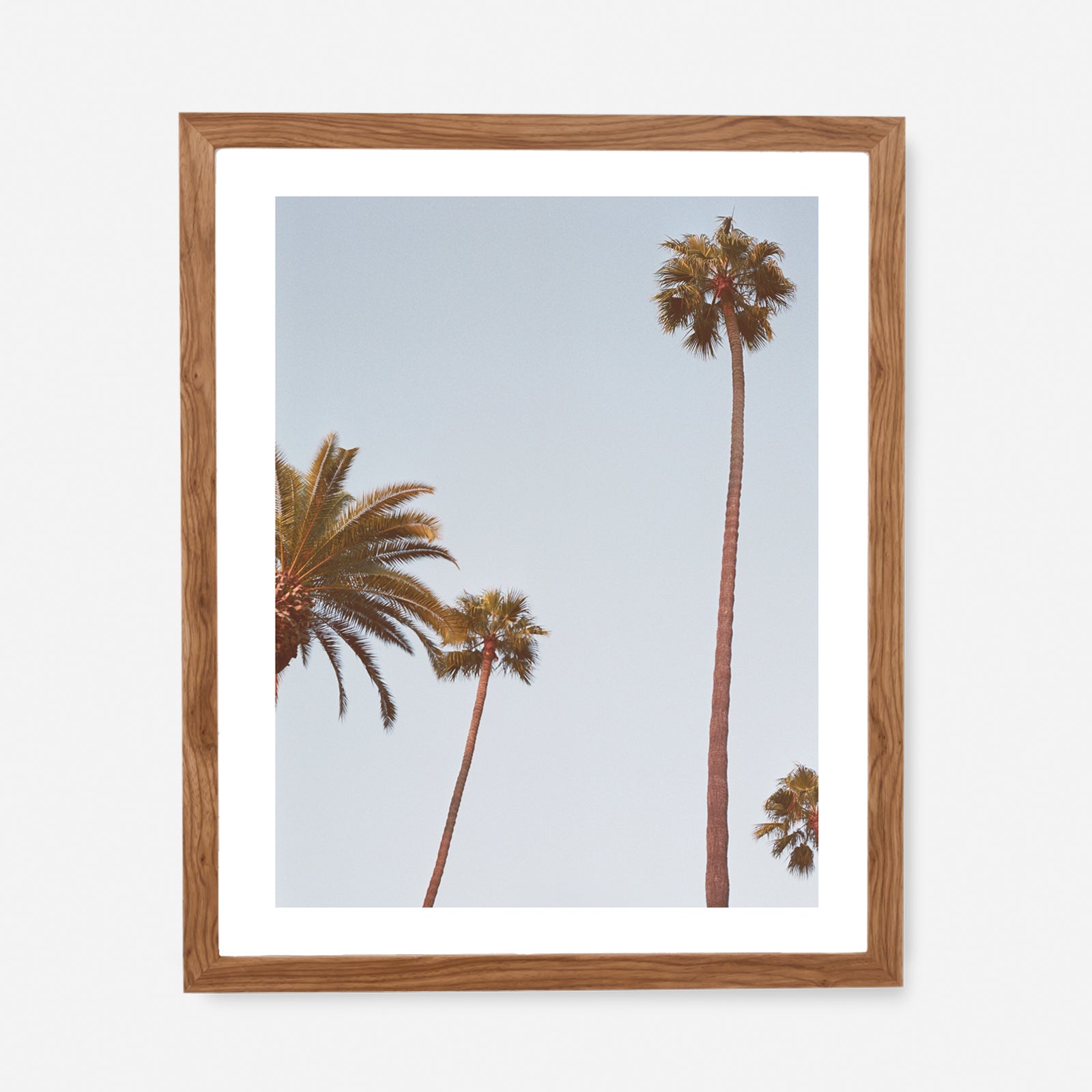 california palms