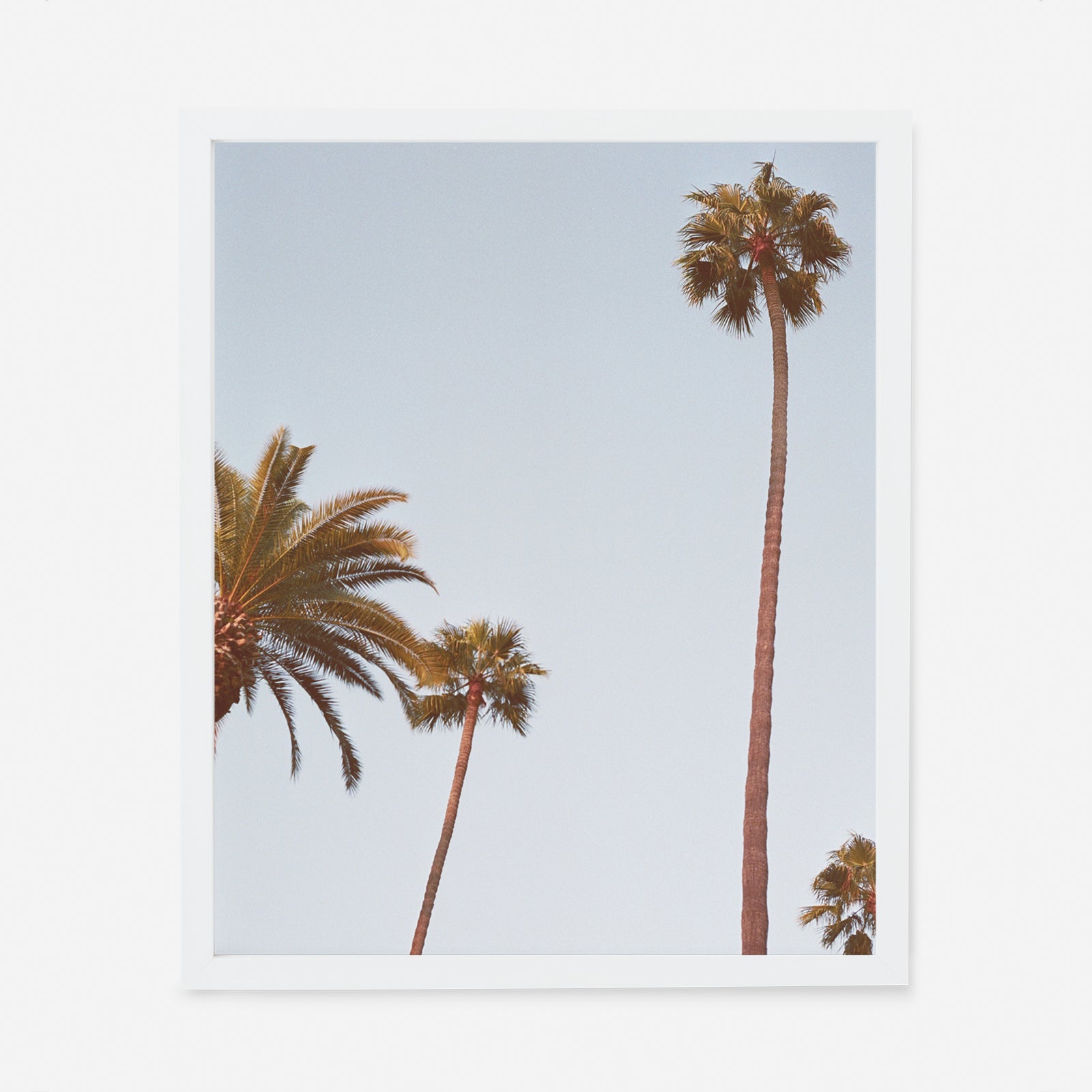 california palms