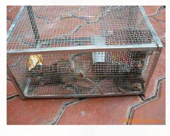 Animal trap
