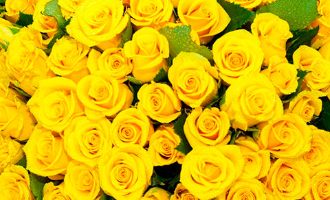 Orador Redada correr Rosas Amarillas: que signifícan y cuando regalarlas? – Muni Muni ®