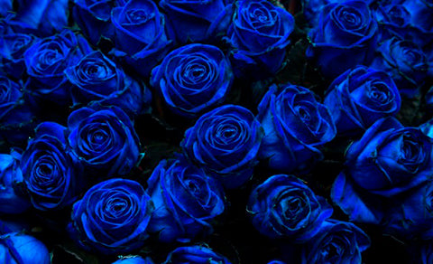 Rosas Azules: que signifícan y cuando regalarlas? – Muni Muni ®