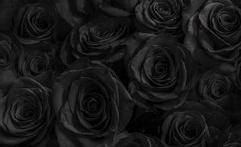 MUNI-MUNI-significados-rosas-negras