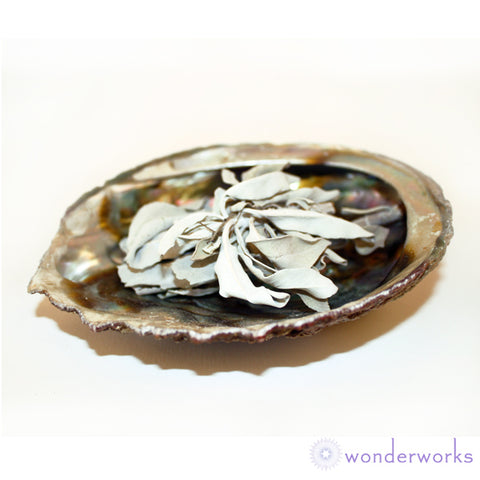 White Sage in Abalone Shell Wonderworks