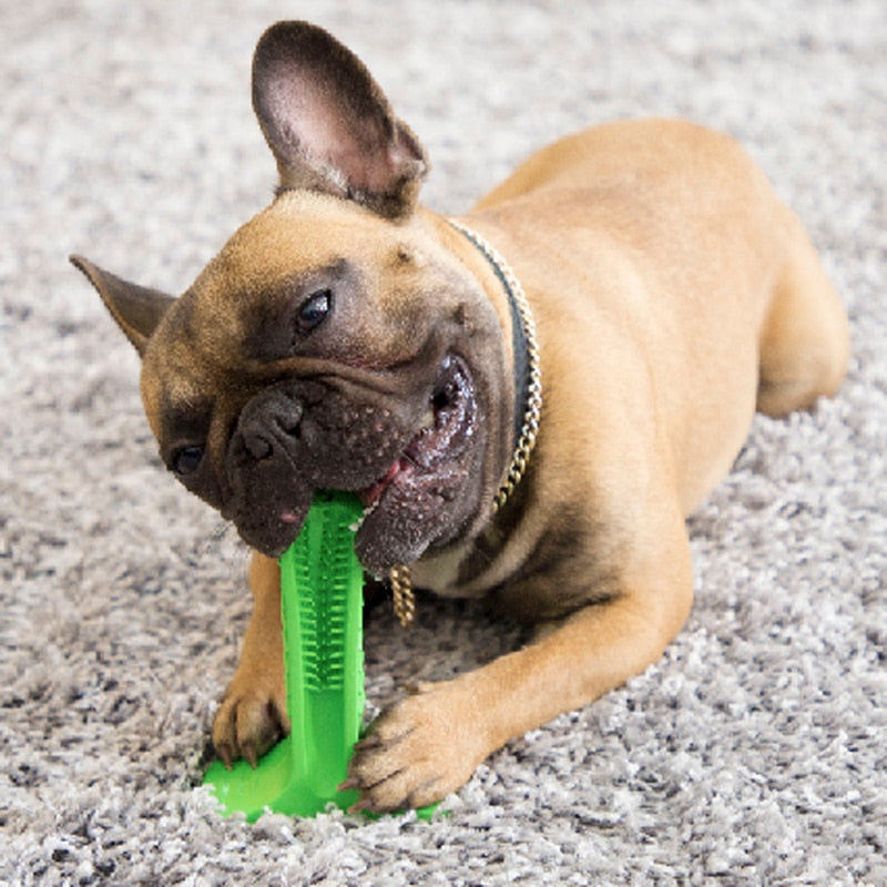 dog chewing toothbrush