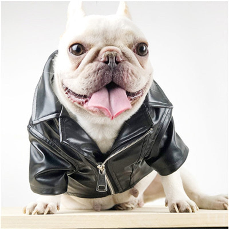 dog motorcycle jacket