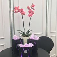 Orchids and small paper carrier bags at Windsor horse show