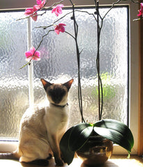 Siamese cat with orchid sitting at the window