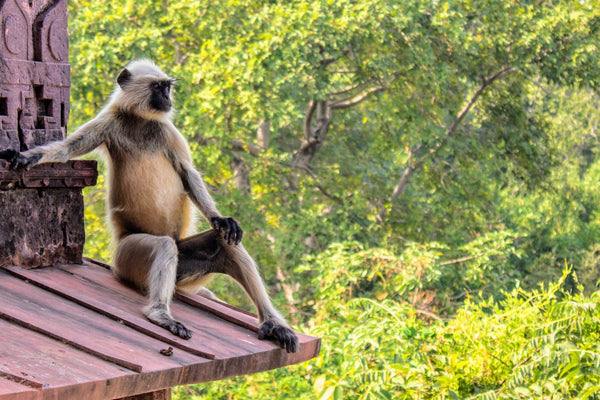 A Langur sitting on a ledge looking in distance with a green foliage in the background