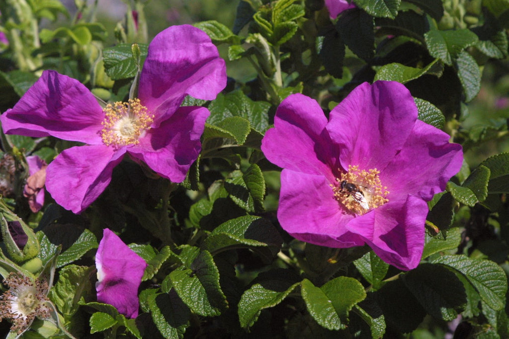 Rosa Rugosa, a wild rose found in Harris. Image © www.biggarden.scot