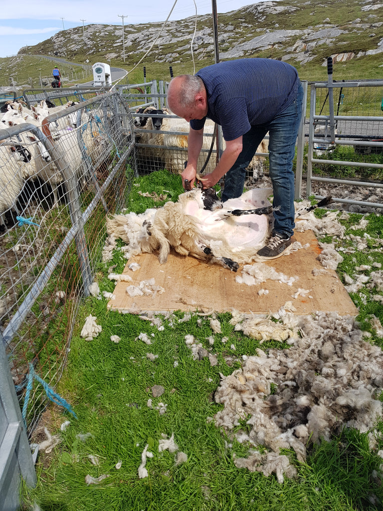 Shearing days on the west coast of Harris.