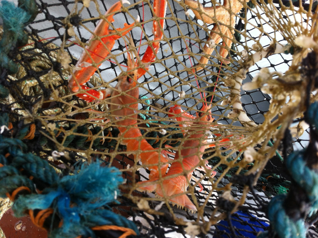 Langoustines, or simply prawns as we call them in Harris.