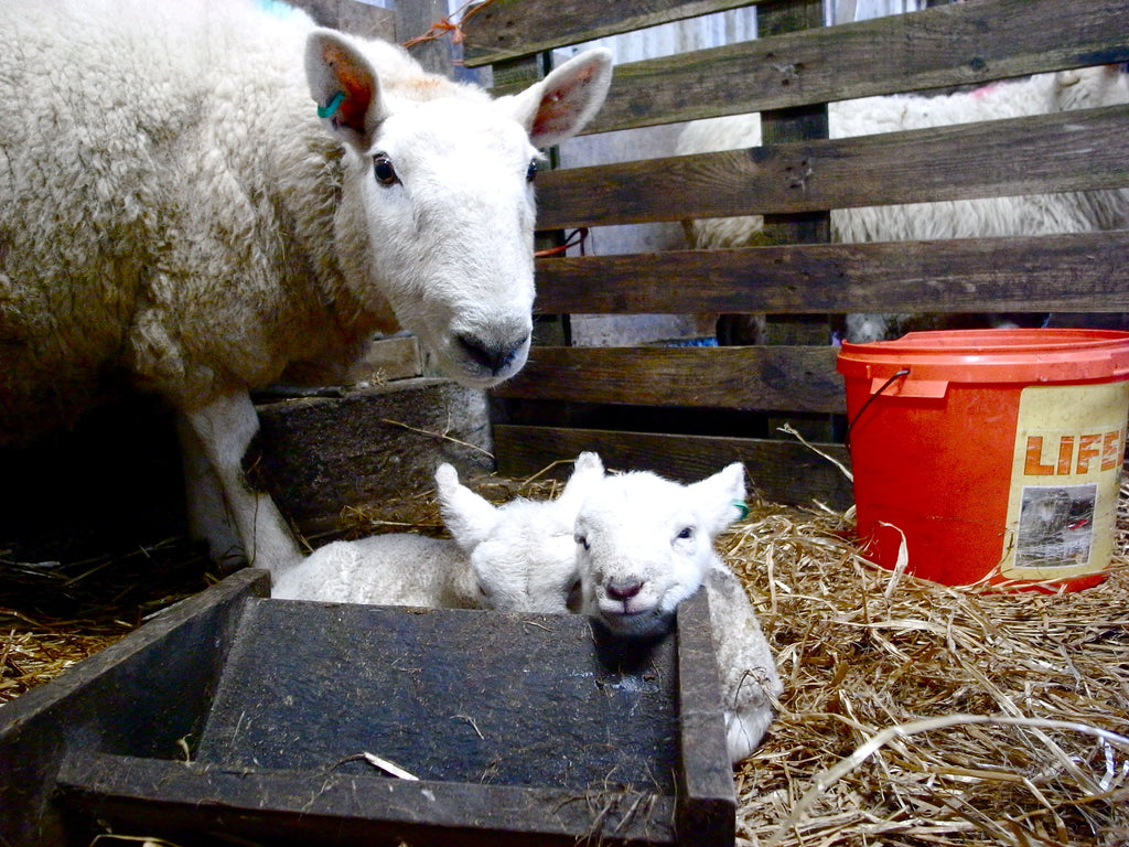 Two bright white Cheviot lambs, newly arrived.
