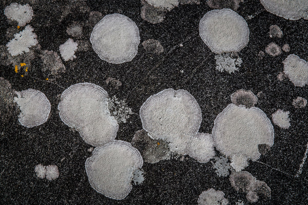 'Ochrolechia parella' lichen on Gneissian rock, Isle of Harris.