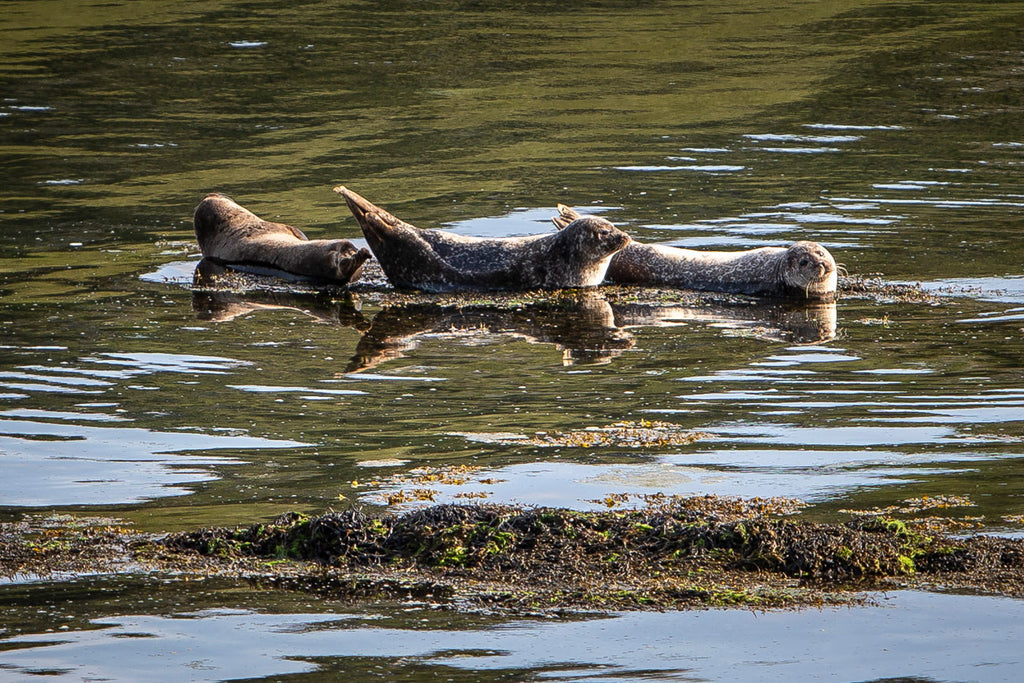 Sunbathing seals keep an eye on those who get too close.