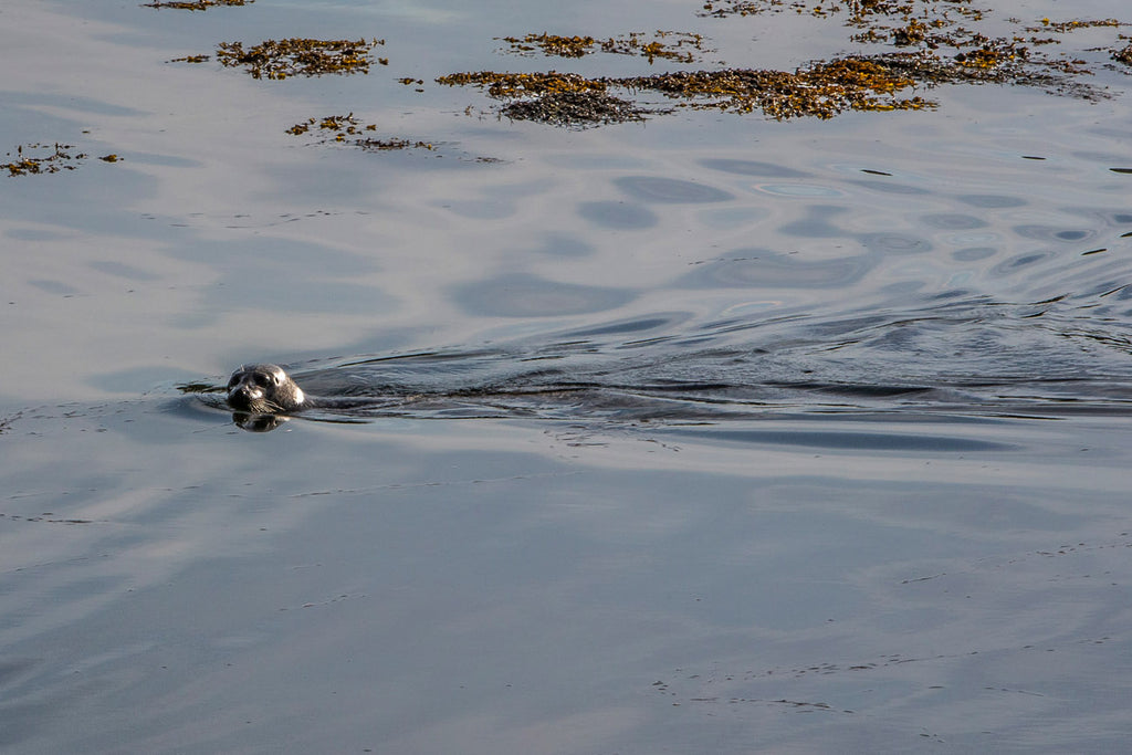 A young seal and a lazy late spring swim.