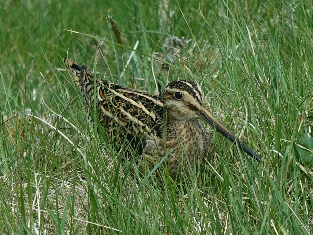 A common snipe laying low. Image © Glyn Evans via www.outerhebridesbirds.org.uk