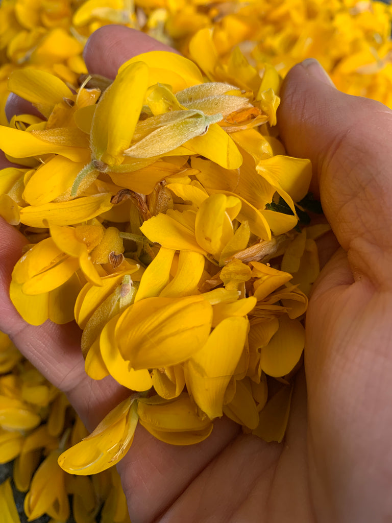 Freshly picked gorse in the hand.