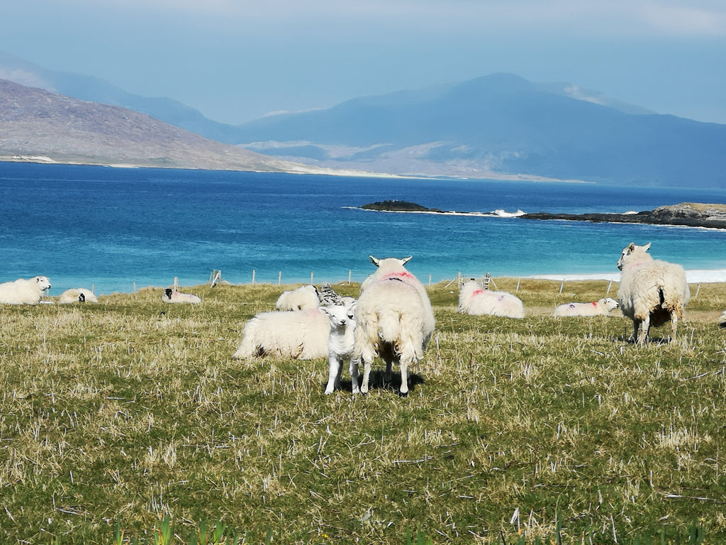 Lambing days on the west-coast machair.