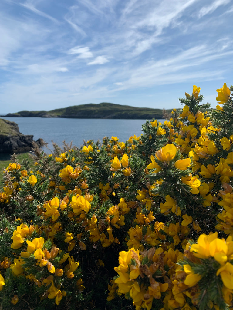 Gorse bushes and a south Harris view.