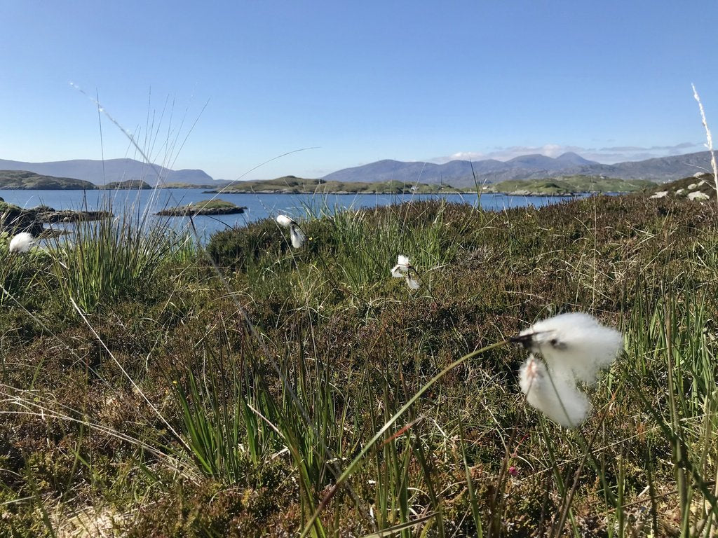 Freshly burst Bog Cotton, with the islands of East Loch Tarbert providing the backdrop.