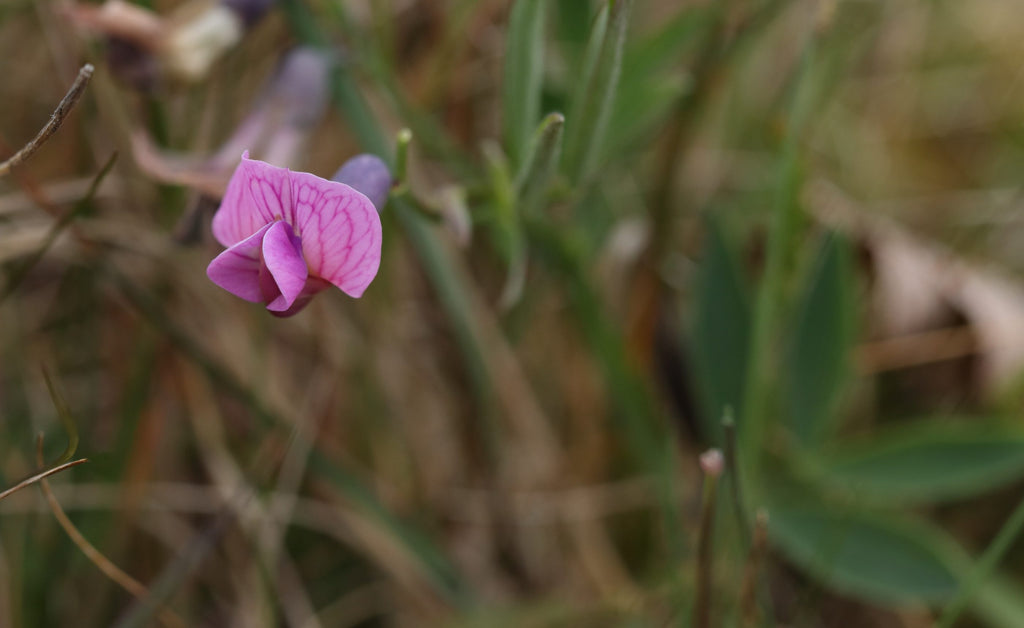 Bitter Vetch or ‘corr-meile’ in Gaelic.