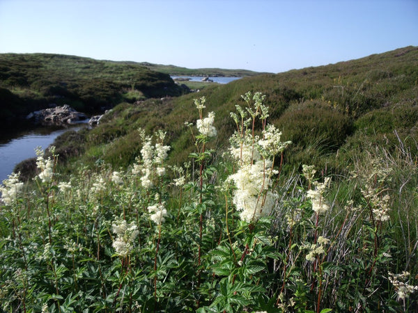 Meadowsweet. Image © www.foodandforagehebrides.wordpress.com