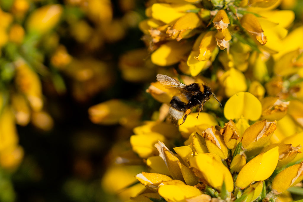 Wild gorse and bumblebee. Image © Nick Fewings