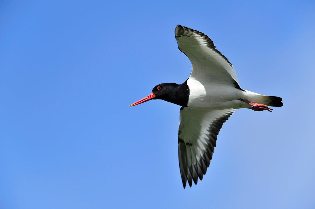 Oystercatcher takes flight. Image © www.north-harris.org