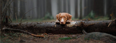 Dog with stiff joints lying in the forest while on a walk