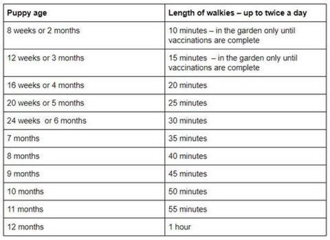 Recommendation of puppy walking times based on their age