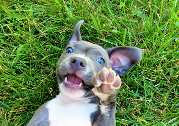 Puppy lying on back in grass