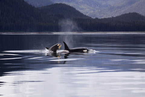 Orca killer whales San Juan Island