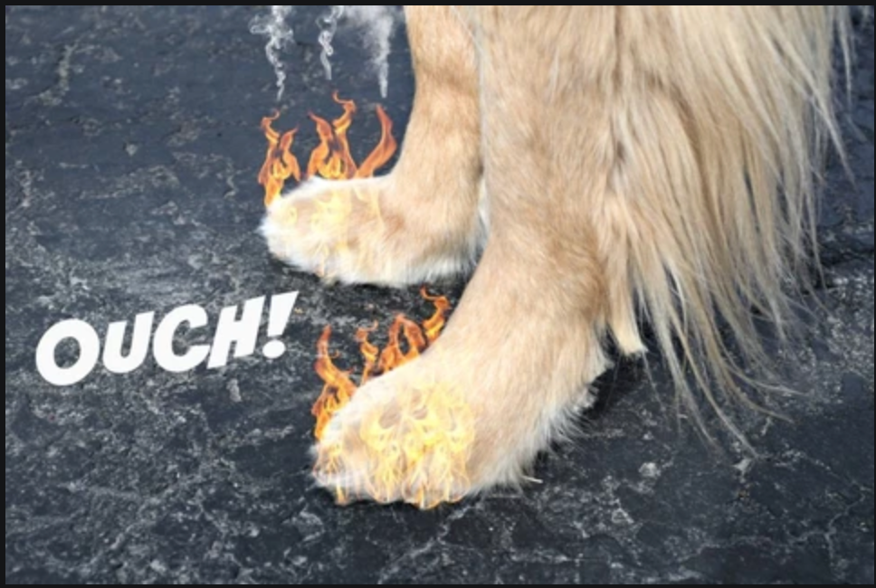 do dogs paws hurt on hot pavement