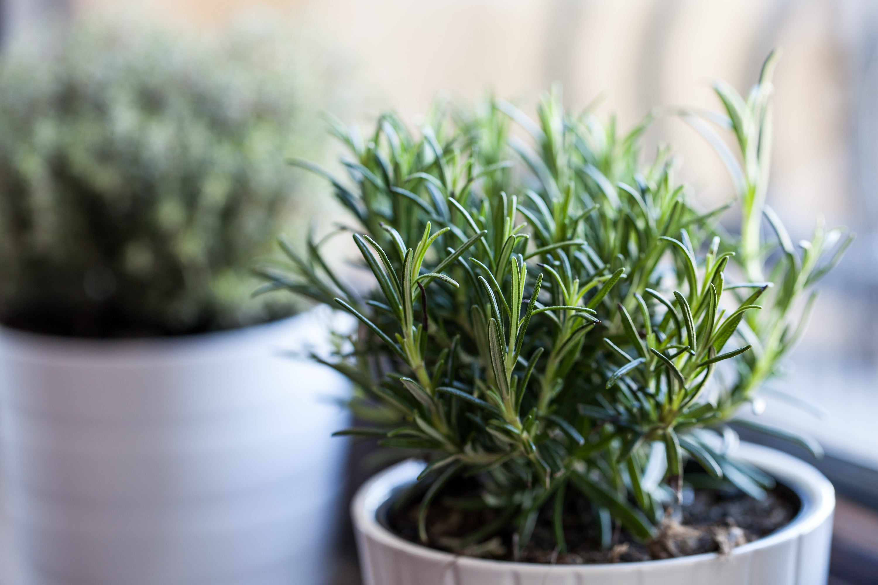 rosemary growing in small pot