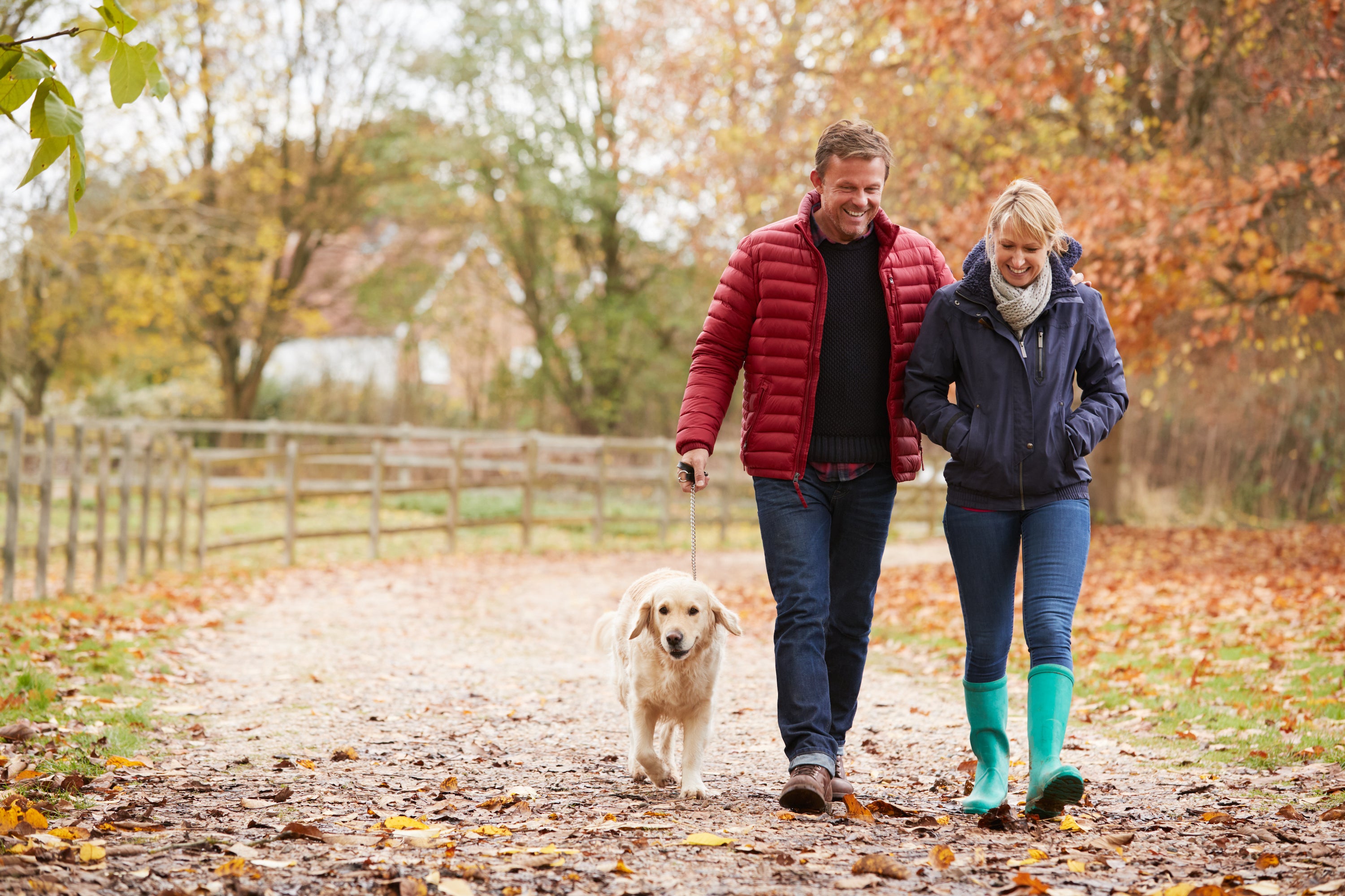 man and woman in jackets and boots walking golden retriever through fall leaves