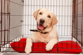 puppy eating blanket in crate