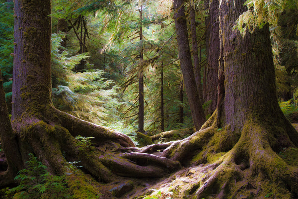 Sol Duk hike in the Olympic Peninsula.  Such a sacred place!