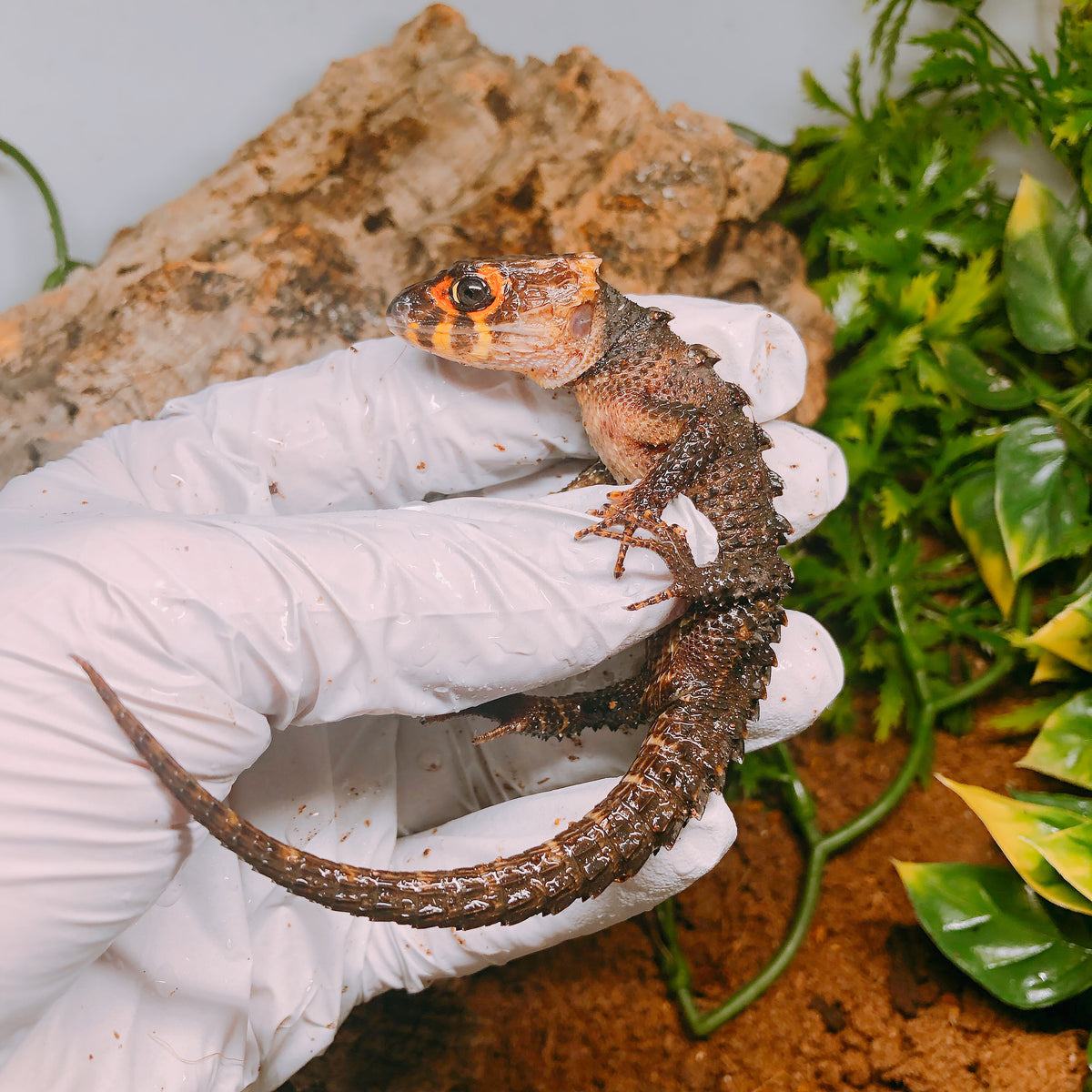 Red Eyed Crocodile Skinks For Sale - Geckopia