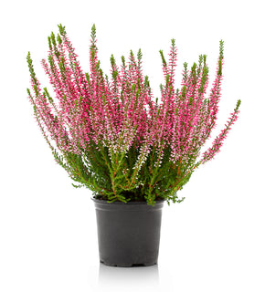 Calluna Vulgaris 'Fall Heather'