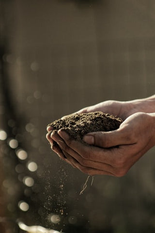 hemp saves soil