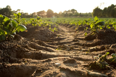 hemp is beneficial for soil