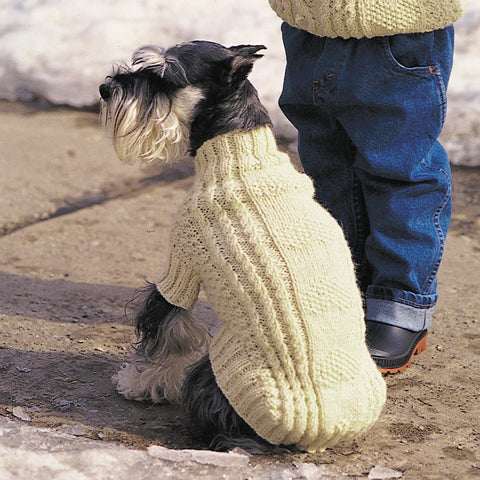 Small Scottish Terrier wearing cream color sweater; toddler in jeans/matching sweater from waist down.