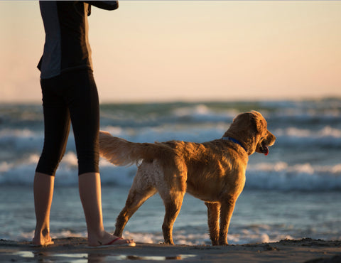 Woman on beach with Golden Retriever at sunset
